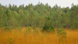 Blick auf einen natürlichen Moorwald mit Gräsern im Vordergrund