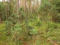 Blick auf Spirkennaturverjüngung mit Baumholz im Hintergrund