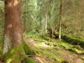 Blick in einen Fichtenmoorwald mit dickem Fichtenstamm im linken Vordergrund
