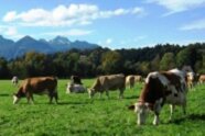 Kühe stehen und grasen auf grüner Wiese