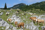 Kühe und Schafe auf der Alm.